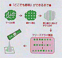 フリーズドライ青汁どこでも野菜