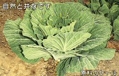 ケール