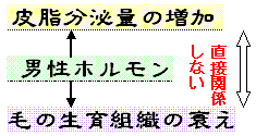 皮脂と薄毛