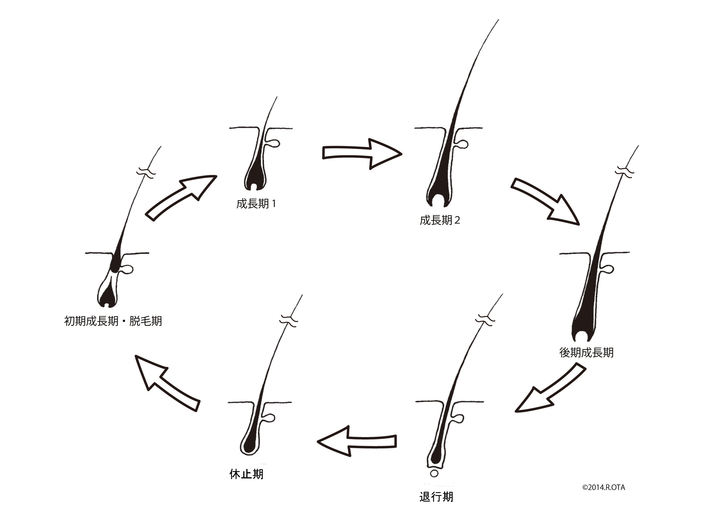 毛の生え替わりサイクル